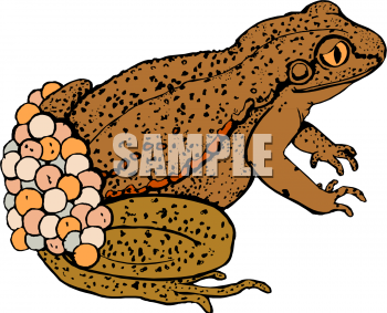 Amphibians Clipart