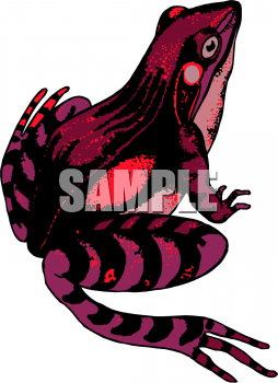 Amphibians Clipart
