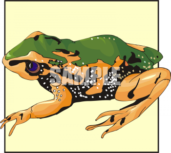 Amphibians Clipart