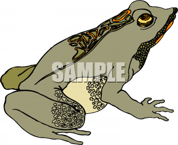 Amphibians Clipart