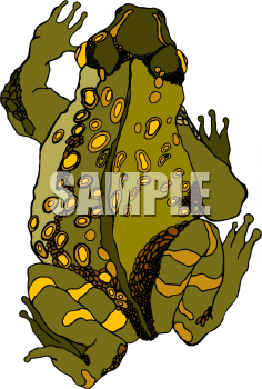 Amphibians Clipart