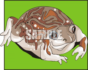 Amphibians Clipart