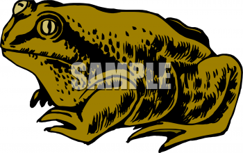 Amphibians Clipart