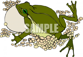 Amphibians Clipart
