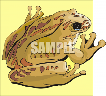 Amphibians Clipart