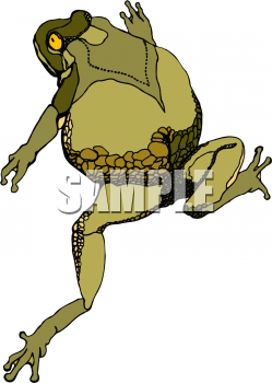 Amphibians Clipart