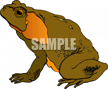 Amphibians Clipart