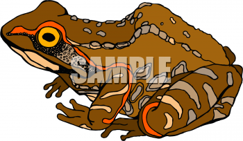 Amphibians Clipart