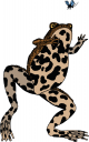 Amphibians Clipart