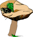 Amphibians Clipart