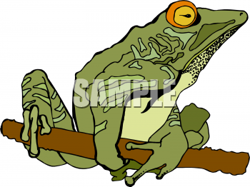 Amphibians Clipart