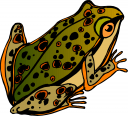 Amphibians Clipart