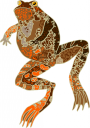 Amphibians Clipart