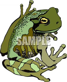 Amphibians Clipart