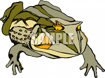 Amphibians Clipart