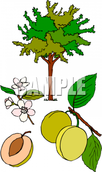 Food Clipart