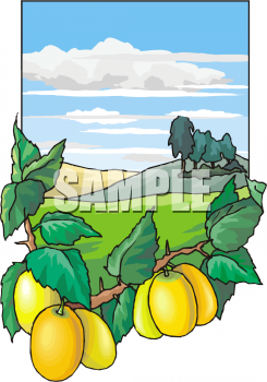 Farm Produce Clipart
