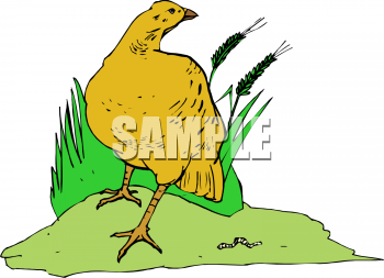 Insect Clipart