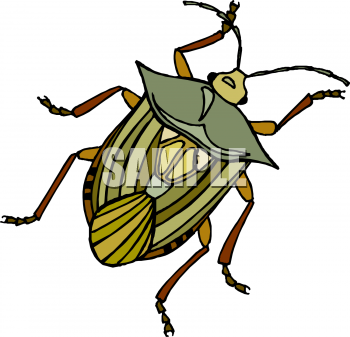 Insect Clipart