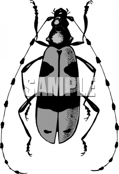 Insect Clipart