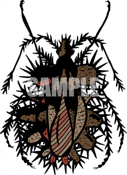 Insect Clipart