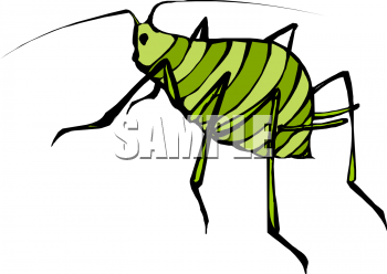 Insect Clipart