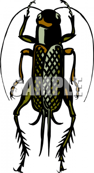 Insect Clipart