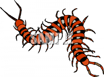 Insect Clipart