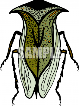 Insect Clipart