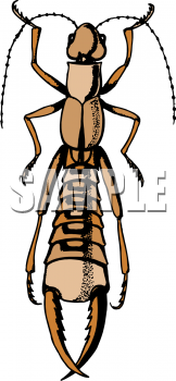 Insect Clipart