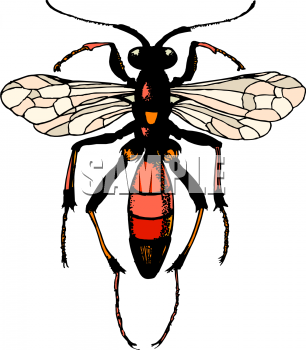 Insect Clipart