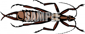 Insect Clipart
