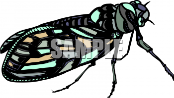 Insect Clipart