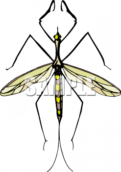 Insect Clipart