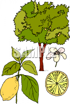 Nature and Scenic Clipart