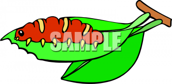 Insect Clipart
