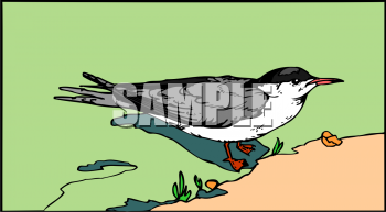 Bird Clipart