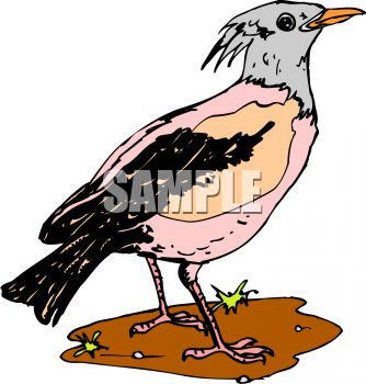 Bird Clipart