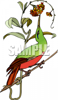Bird Clipart