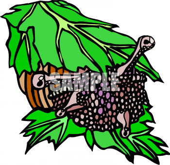 Insect Clipart