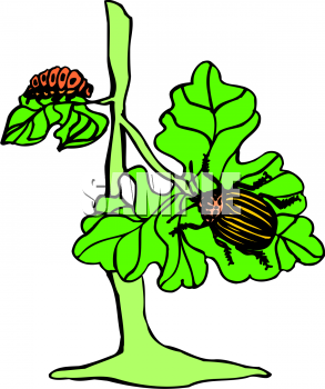 Insect Clipart