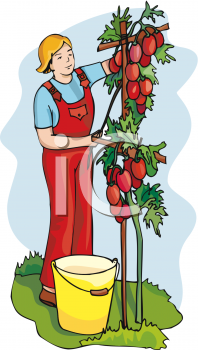 Farm Produce Clipart