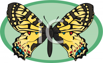 Insect Clipart