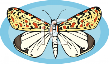 Insect Clipart