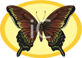 Insect Clipart