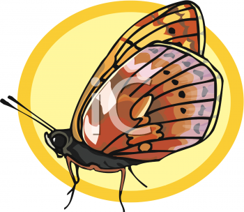 Insect Clipart