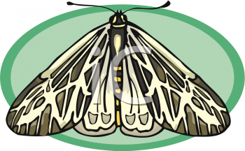 Insect Clipart