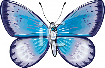 Insect Clipart