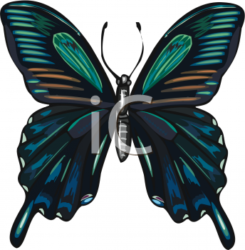 Insect Clipart