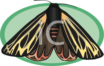 Insect Clipart
